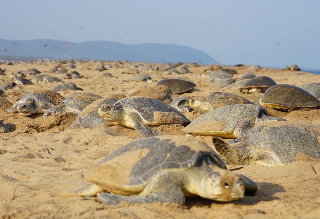 Olive Ridley Turtles