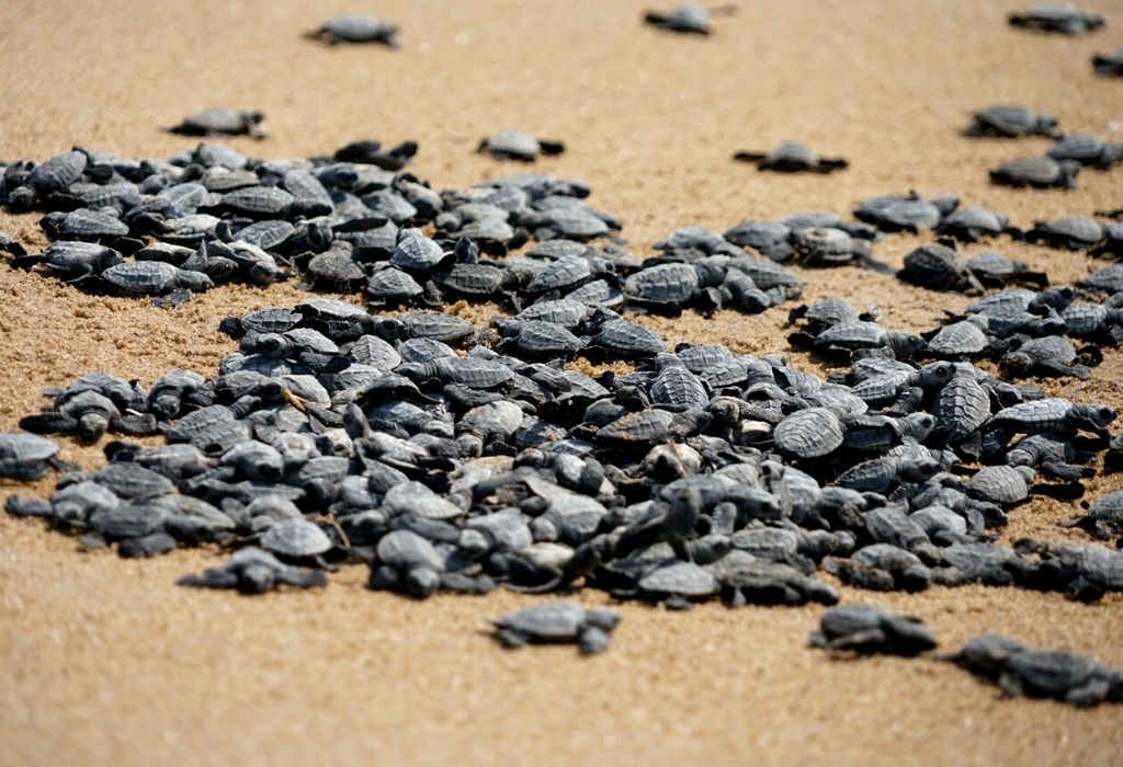 Olive Ridley Turtles