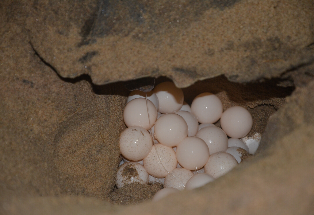 Olive Ridley Turtles