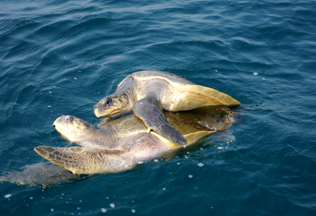 Olive Ridley Turtles