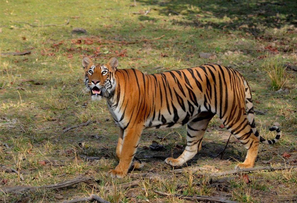 Tadoba Tiger Reserve
