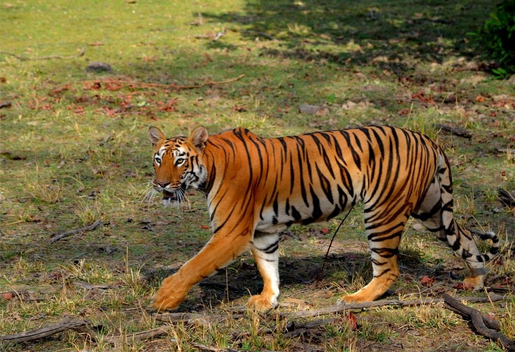 Tadoba Tiger Reserve