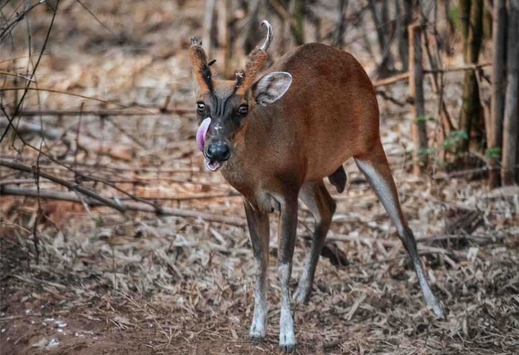 Tadoba Tiger Reserve