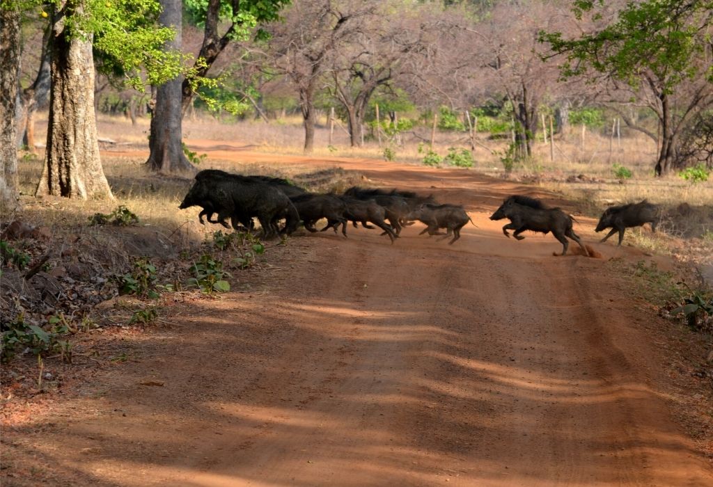 Tadoba Tiger Reserve