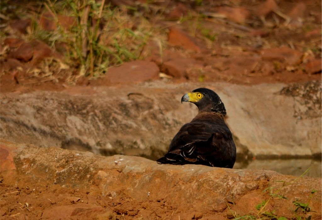 Tadoba Tiger Reserve