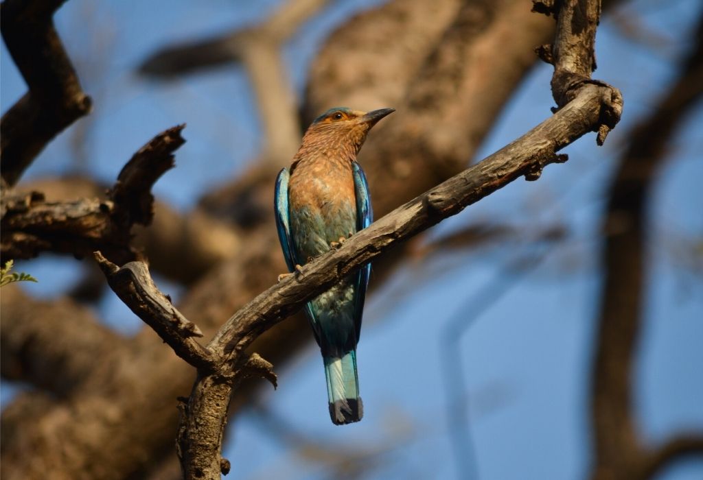 Tadoba Tiger Reserve