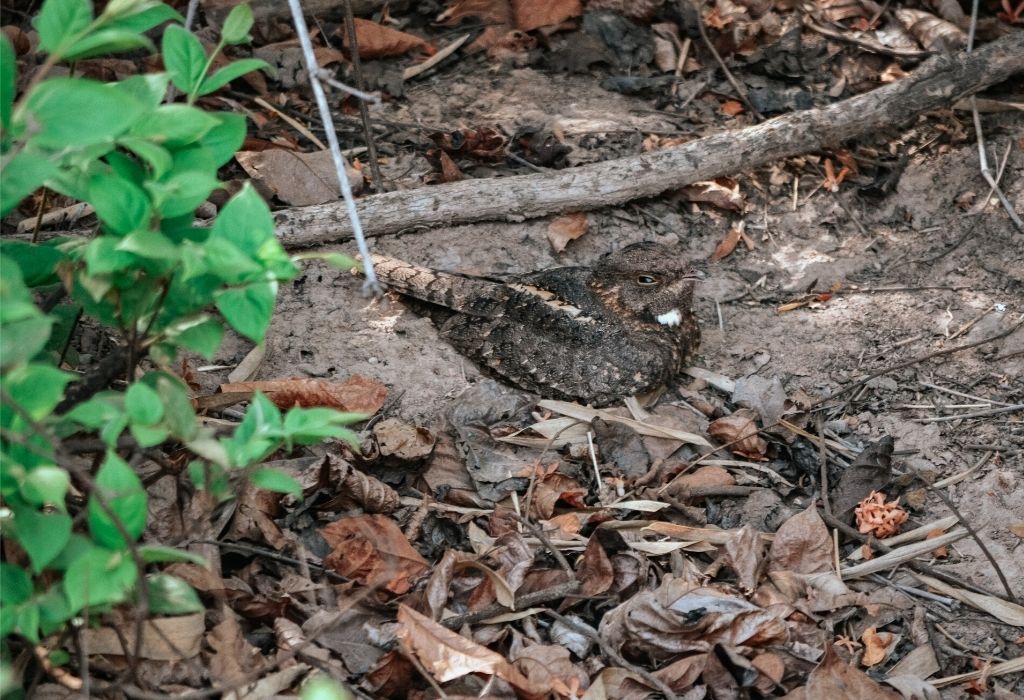 Tadoba Tiger Reserve