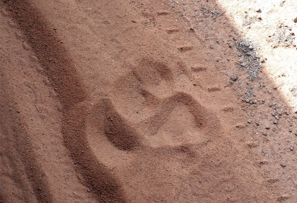 Tadoba Tiger Reserve