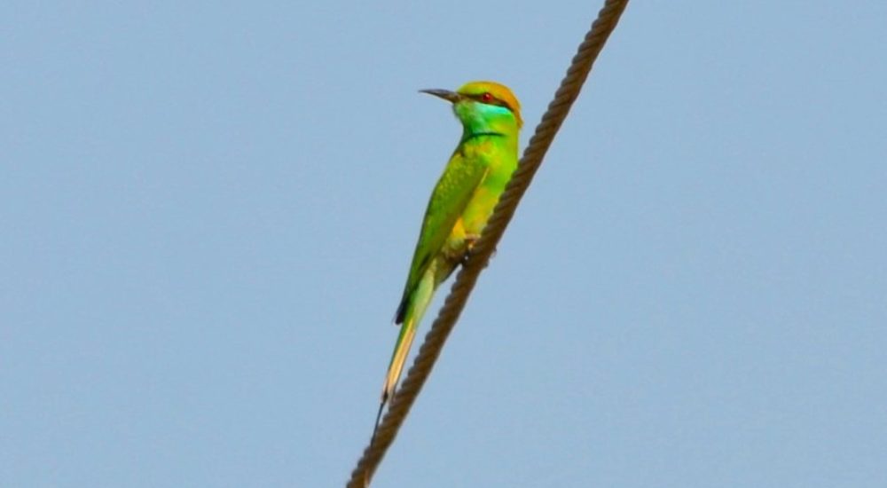 Asian green bee eater (1)